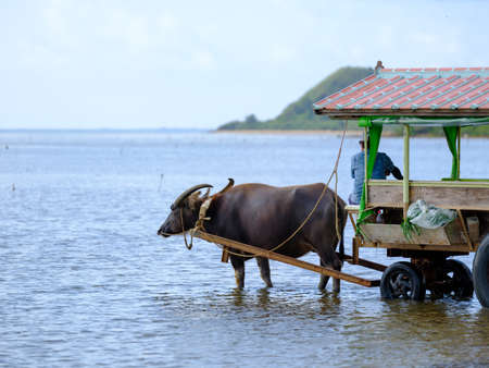 water buffalo cargo on iriomote island