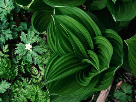 Veratrum oxyseum in spring forest