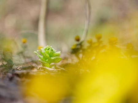 Japanese butterbur in spring hokkaido