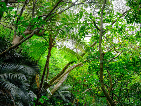 rainforest jungle on ishigaki islandの写真素材