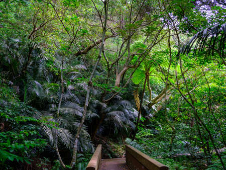 rainforest jungle on ishigaki islandの写真素材