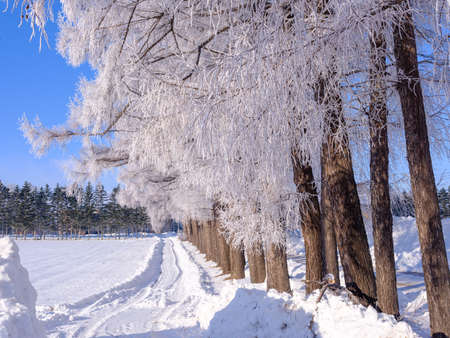 frost covered tree and blue skyの写真素材
