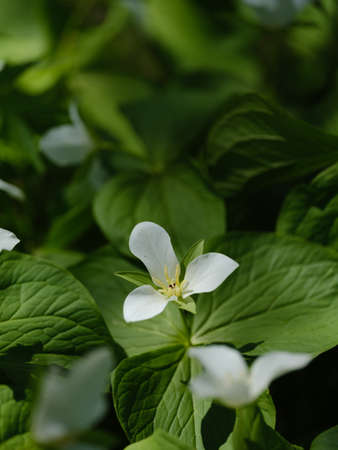 Trillium camschatcense in spring hokkaidoの写真素材