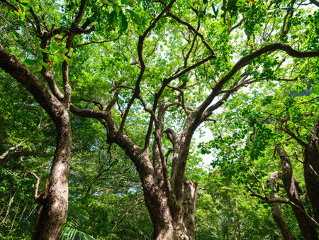 octopus tree on iriomote islandの写真素材