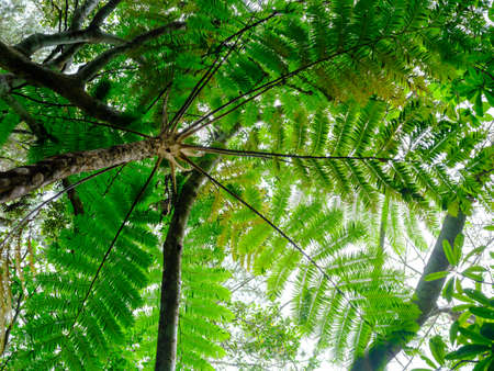 flying spider-monkey tree fern in ishigaki island