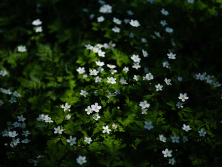 soft windflower in spring hokkaido