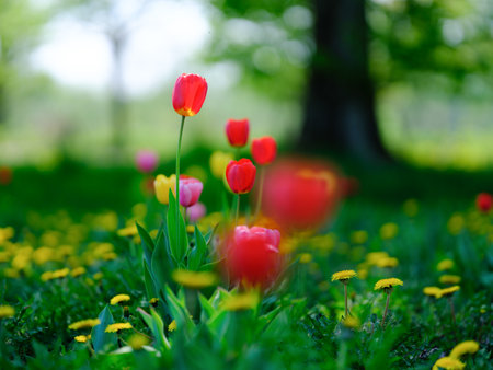 colorful tulip on summer gardenの写真素材
