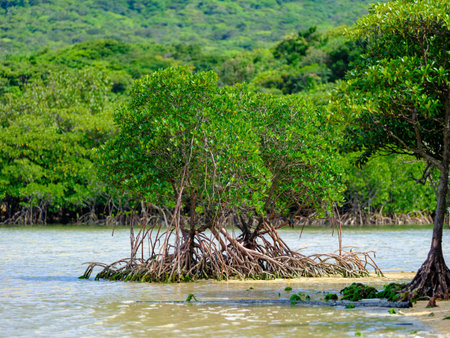 Loop-root mangrove in iriomote islandの写真素材