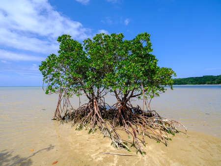 Loop-root mangrove in iriomote islandの写真素材