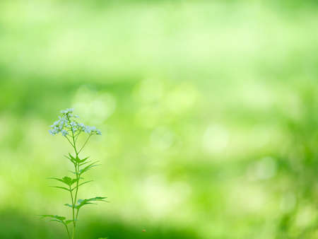 Cardamine leucantha in summer forest