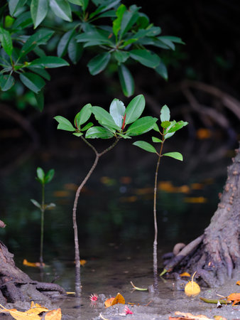 Bruguiera gymnorhiza near the seaの写真素材