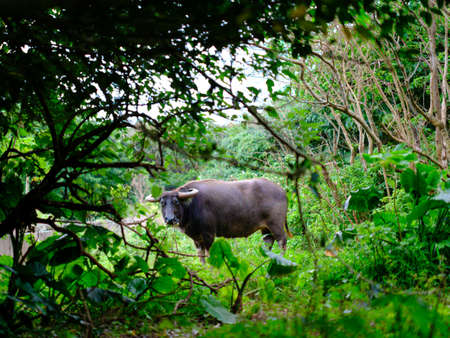 green forest and cow in okinawaの写真素材