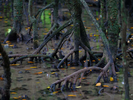 mangrove forest on iriomote island
