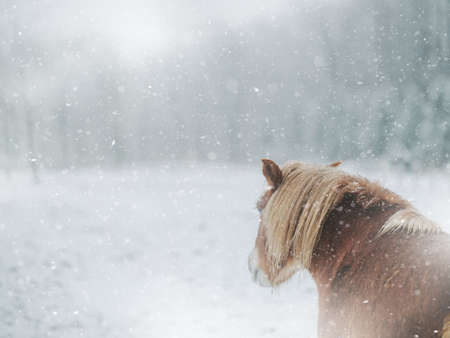 dosanko horse in winter pastureの写真素材