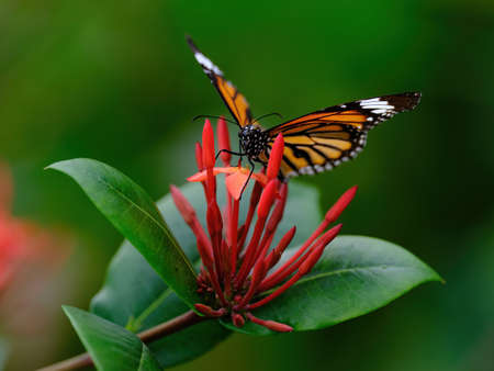 Danaus genutia with flowerの写真素材