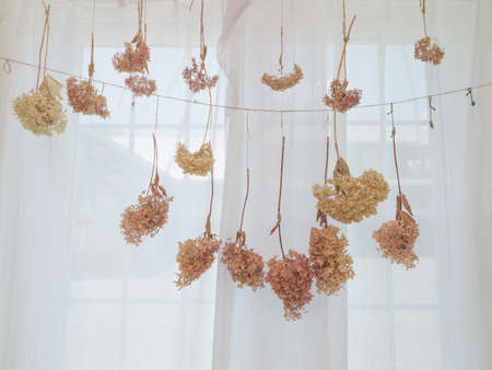 died flower and white windowの写真素材
