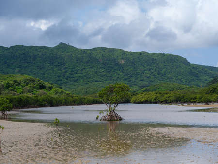 mangrove forest on iriomote islandの写真素材