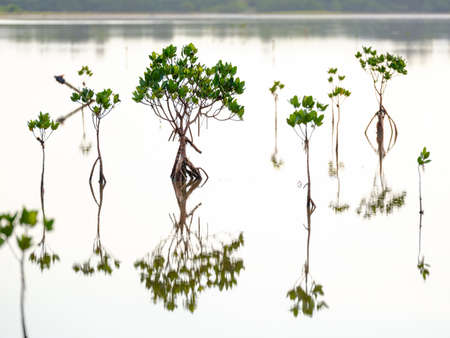 young mangrove  on water iriomote island