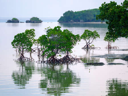 mangrove forest on iriomote islandの写真素材