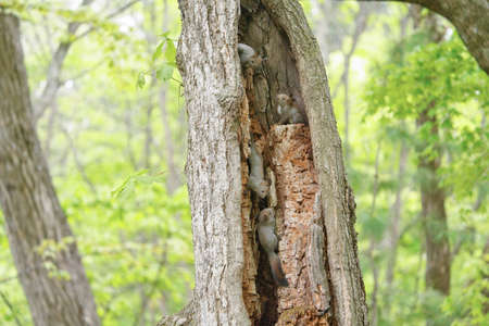 Squirrel brothers on the treeの写真素材