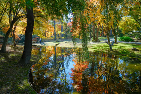 autumn leaves in hokkaido japanの写真素材