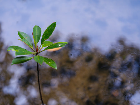young mangrove  on water iriomote islandの写真素材