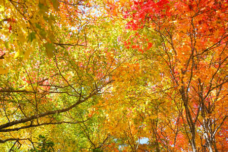 autumn leaves in hokkaido japan