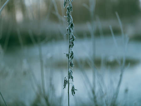 frost grass in winter morning