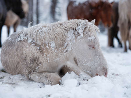 dosanko horse in winter pastureの写真素材
