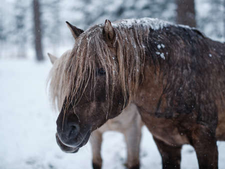 dosanko horse in winter pasture