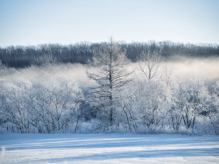 frost covered tee and cold fogの写真素材