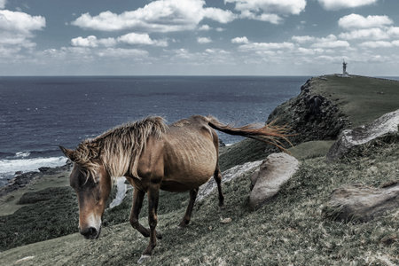 yonaguni horse in yonaguni islandの写真素材