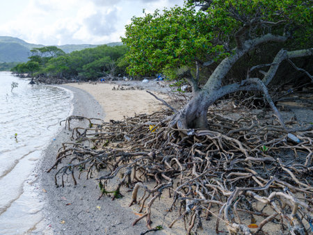 Loop-root mangrove in iriomote islandの写真素材
