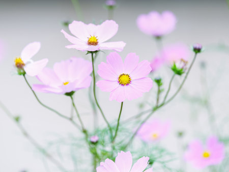 cosmos flower in autumn hokkaidoの写真素材