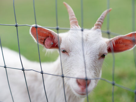 ranch goat in hokkaido japanの写真素材