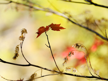 branch with scattered leaves