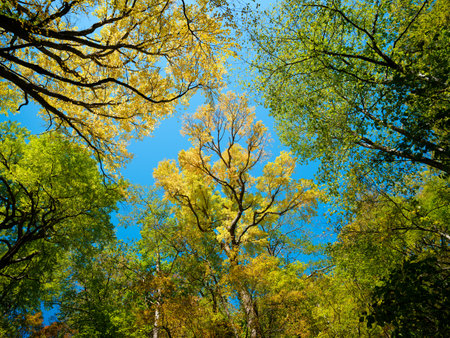 Looking up at the sky in the forestの写真素材