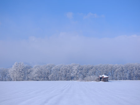 frost covered tree and blue skyの写真素材
