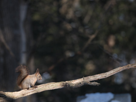 one squirrel in winter hokkaidoの写真素材