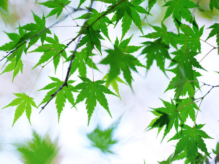 green autumn leaves in hokkaido