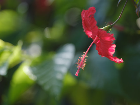 hibiscus flower in ishigaki islandの写真素材