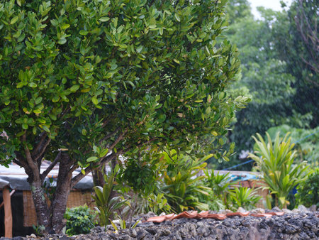 Old townscape of Taketomi Island