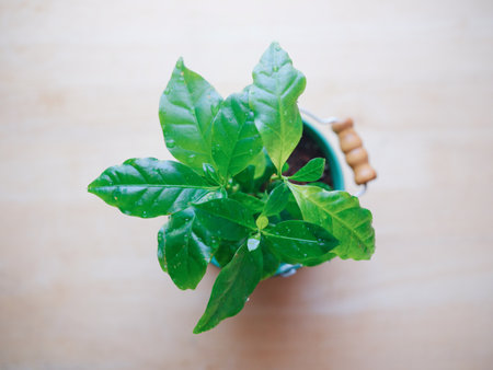 coffee tree on wooden tableの写真素材
