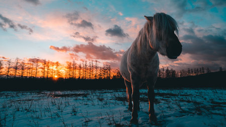 dosanko horse in winter pastureの写真素材