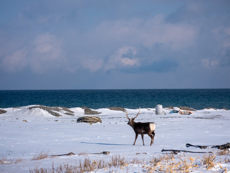 one deer in winter hokkaidoの写真素材