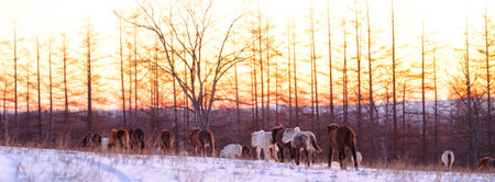 horse in early morning hokkaidoの写真素材