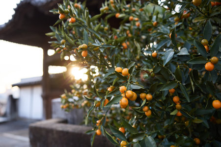 <p>kumquat tree in onomichi hiroshima</p>の写真素材