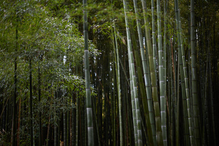 bamboo forest in summer japanの写真素材