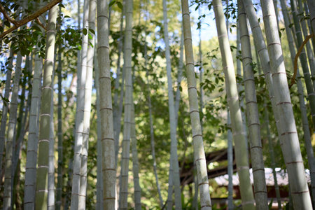 bamboo forest in summer japanの写真素材