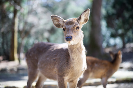 deer in nara park japanの写真素材